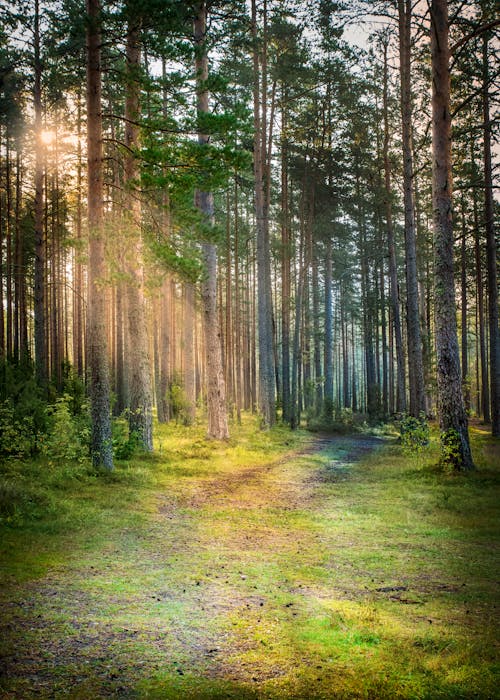 Foto profissional grátis de árvores, caminho não pavimentado, floresta