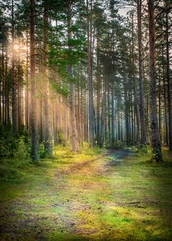 A serene unpaved pathway through a forest with sunbeams filtering through trees.