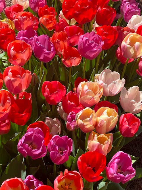 Pink and Red Tulips in Bloom