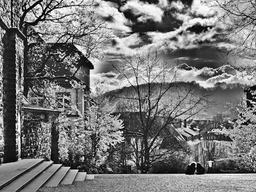 Black and White Photo of Trees