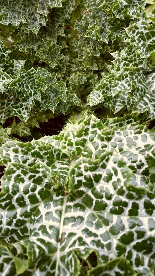 Free stock photo of fractal, green, nature Stock Photo