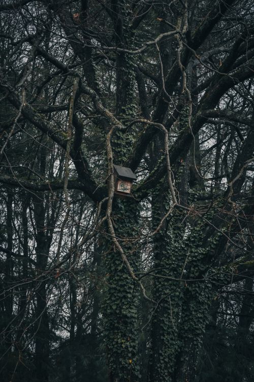 Free A moody forest scene featuring a birdhouse nestled among ivy-covered, leafless trees in winter. Stock Photo
