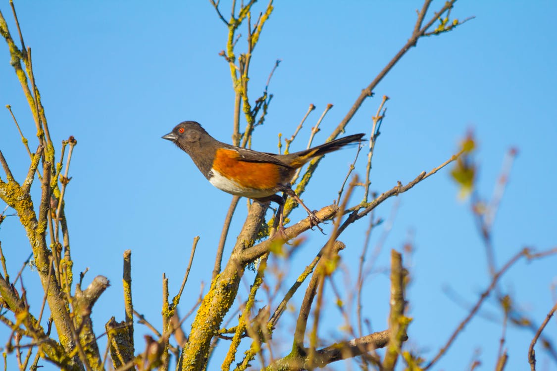 Towhee Bird on Brown Tree Branch