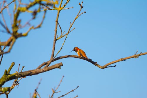 Fotos de stock gratuitas de árbol, colibrí rufo, masculino