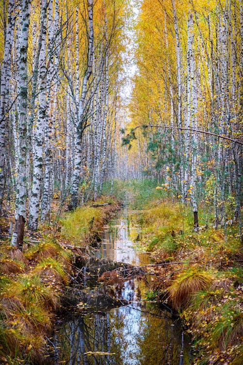 Photos gratuites de arbres, automne, berge de rivière