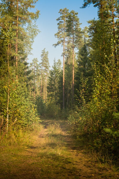 Fotos de stock gratuitas de al aire libre, arboles, bosque