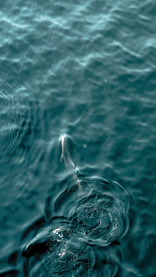 Imagine de stoc gratuită din animal acvatic, apă limpede, delfin