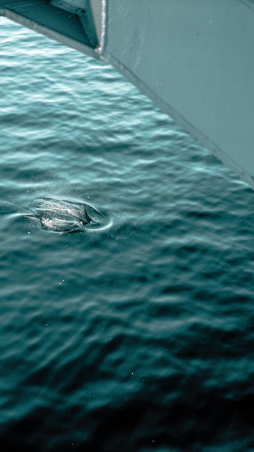 Dolphin Swimming on a Body of Water