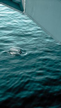 A dolphin swimming in the Bosphorus under the bridge in Istanbul, Turkey.