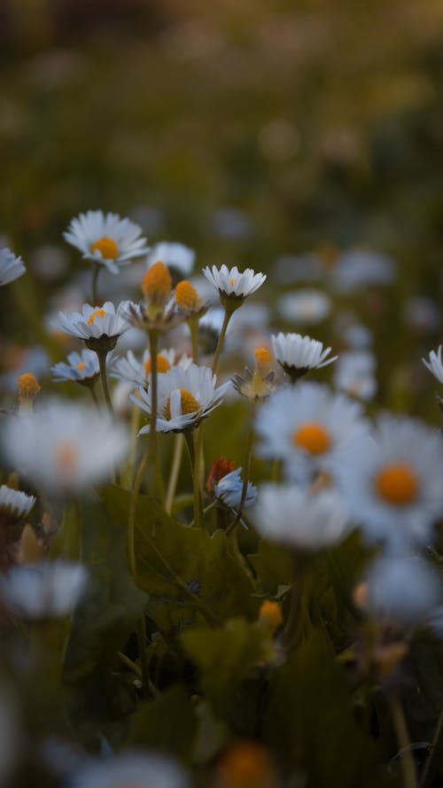 Foto stok gratis bagus, bunga aster, bunga putih