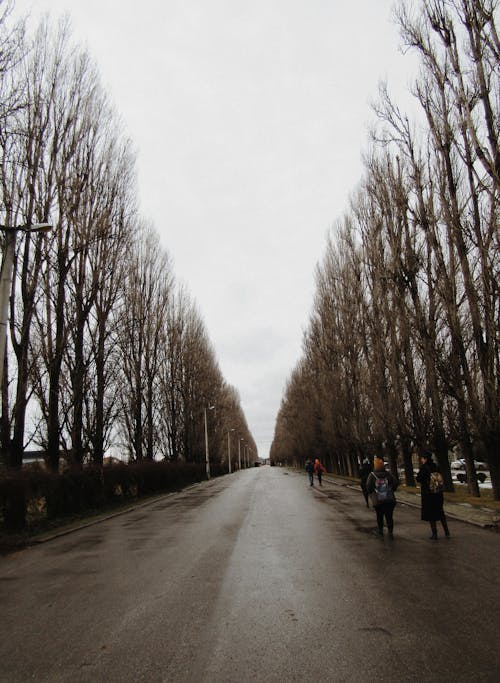 People Walking on the Road in Between Tall Trees