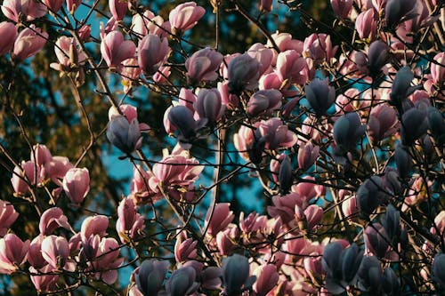 Foto d'estoc gratuïta de a l'aire lliure, amable, arbre