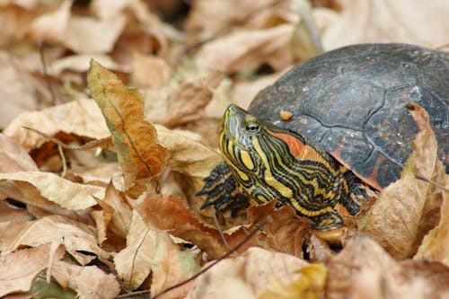 Free Turtle Walking on Dried Leaves Stock Photo