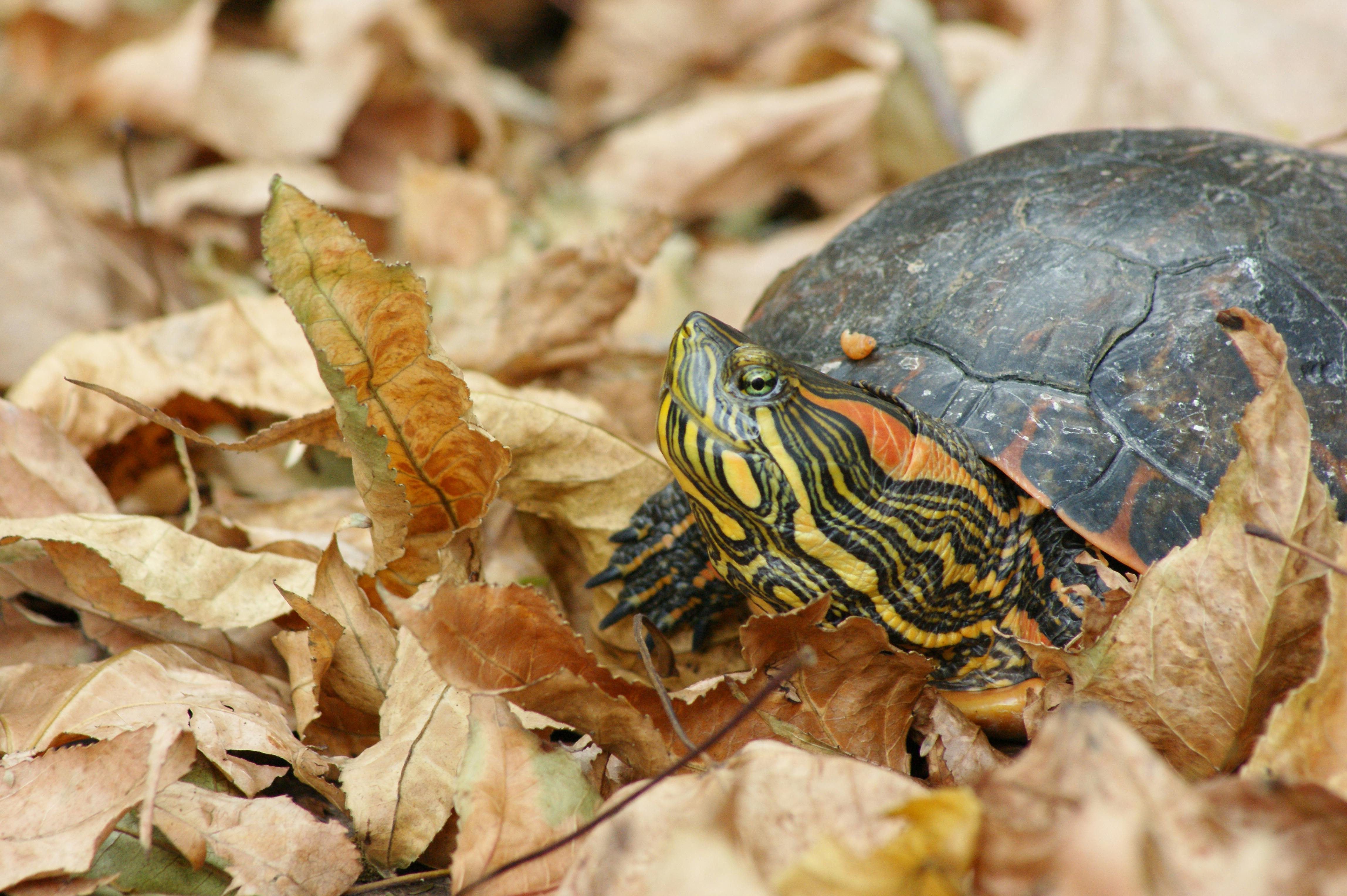 Tortoise on Rock · Free Stock Photo