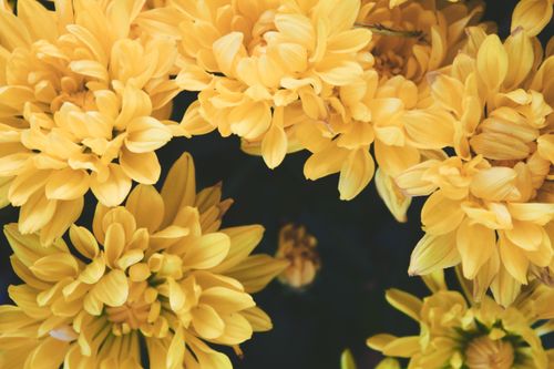 Free A close-up of vibrant yellow chrysanthemum flowers in full bloom, capturing nature's beauty. Stock Photo
