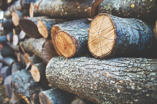 Stacks of Wooden Logs