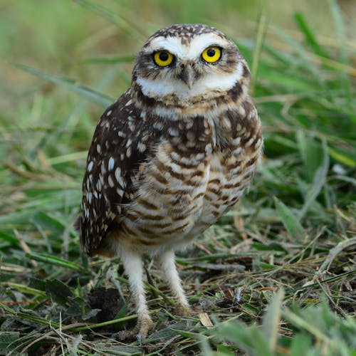 Free Brown Owl Perched on Green Grass Stock Photo