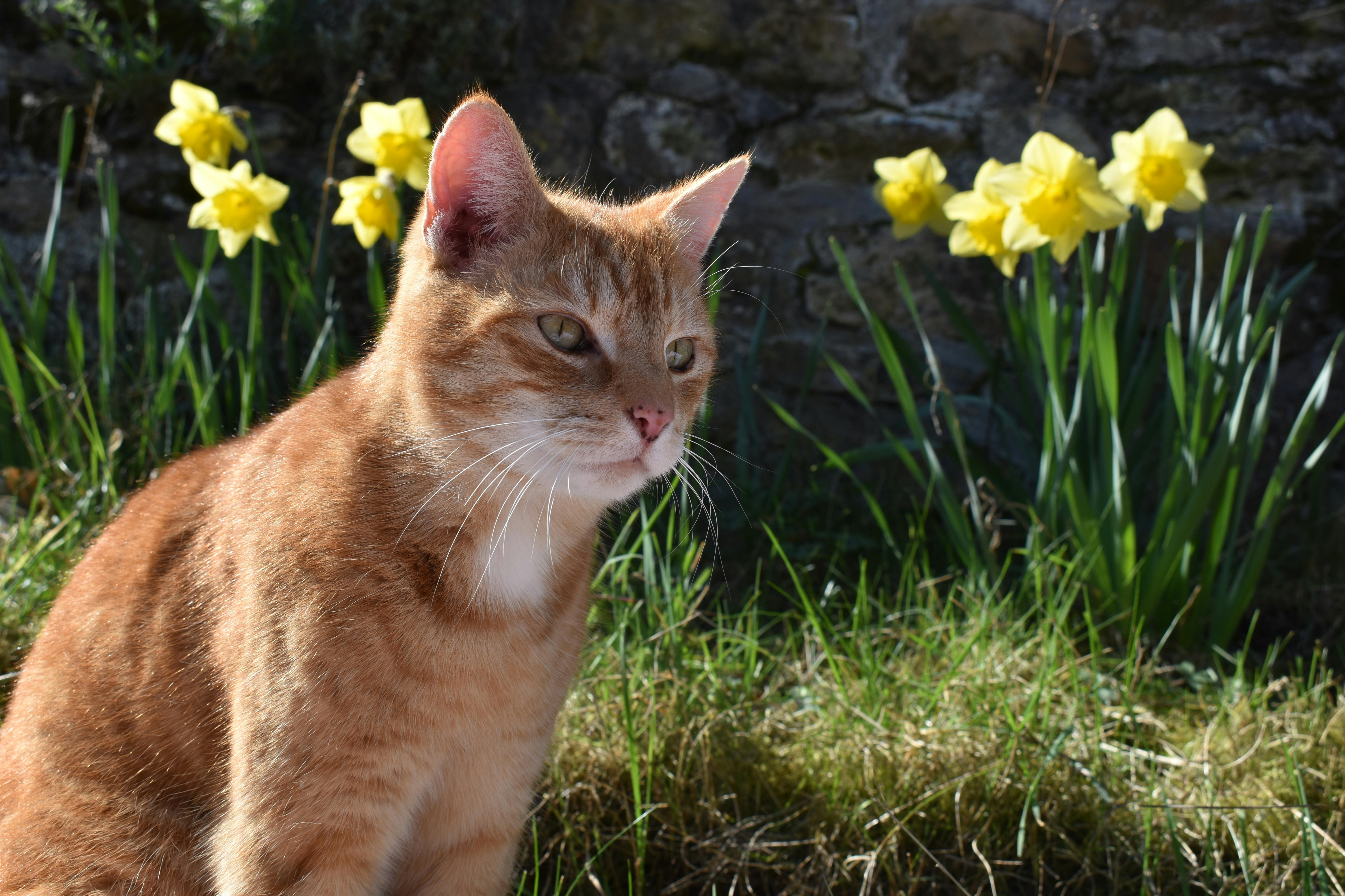 Free stock photo of cat, cat's eye, daffodils