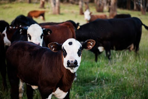 Free Photography of Cow Stock Photo