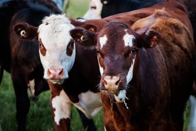 Cattle herd in field