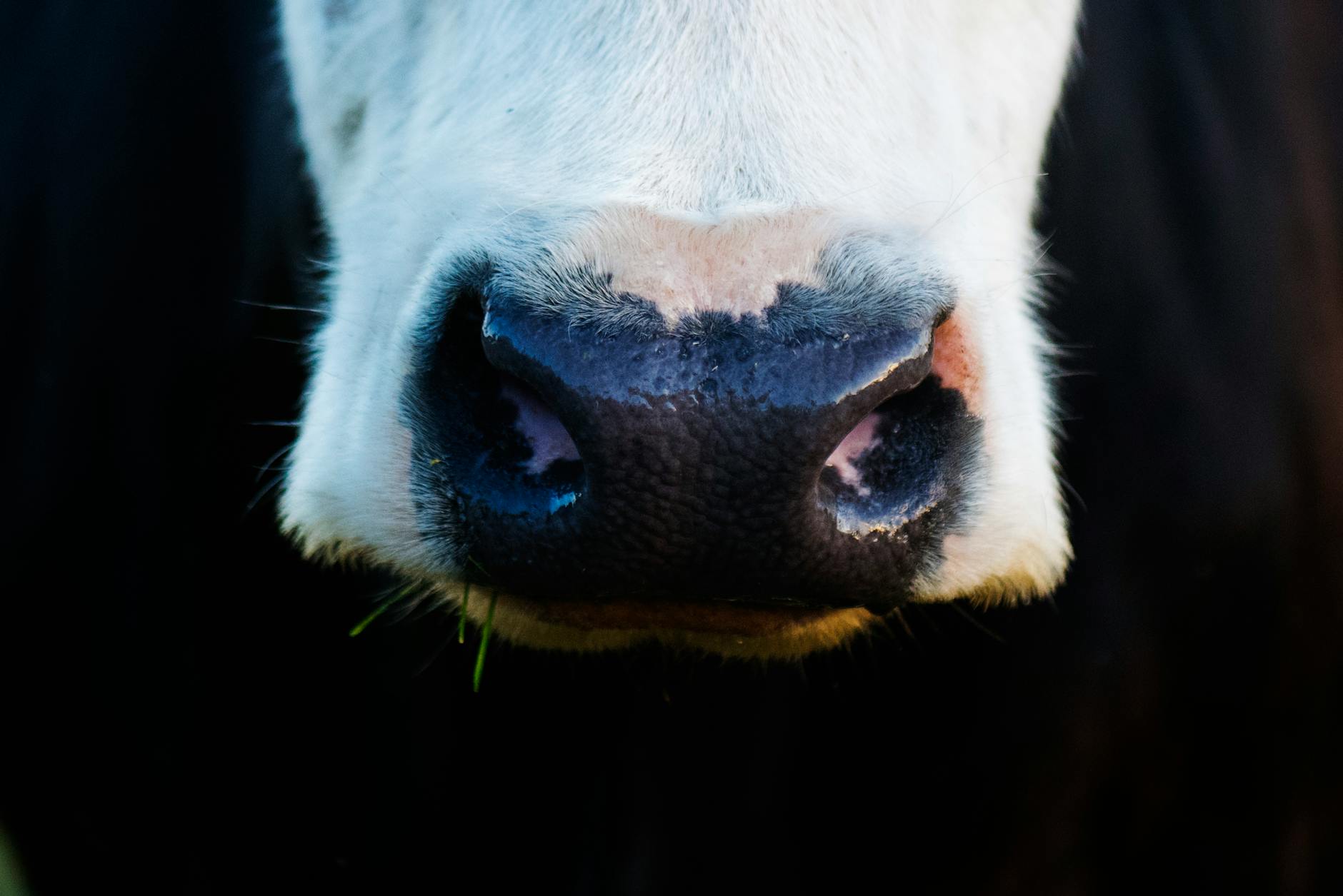 Veterinarian examining a cow during a checkup