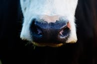 牛鼻子的特写细节展示了自然环境中独特的纹理