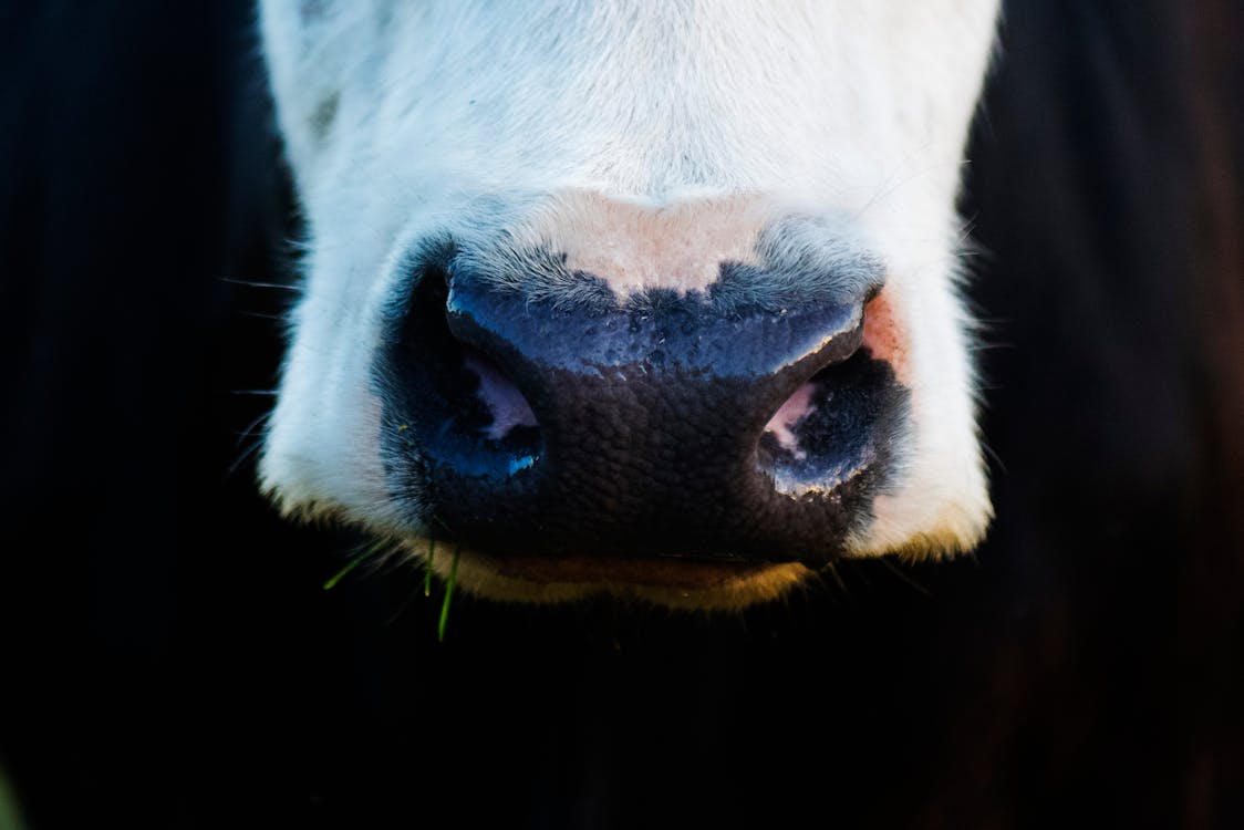 Close Up Photo of White and Black Animal