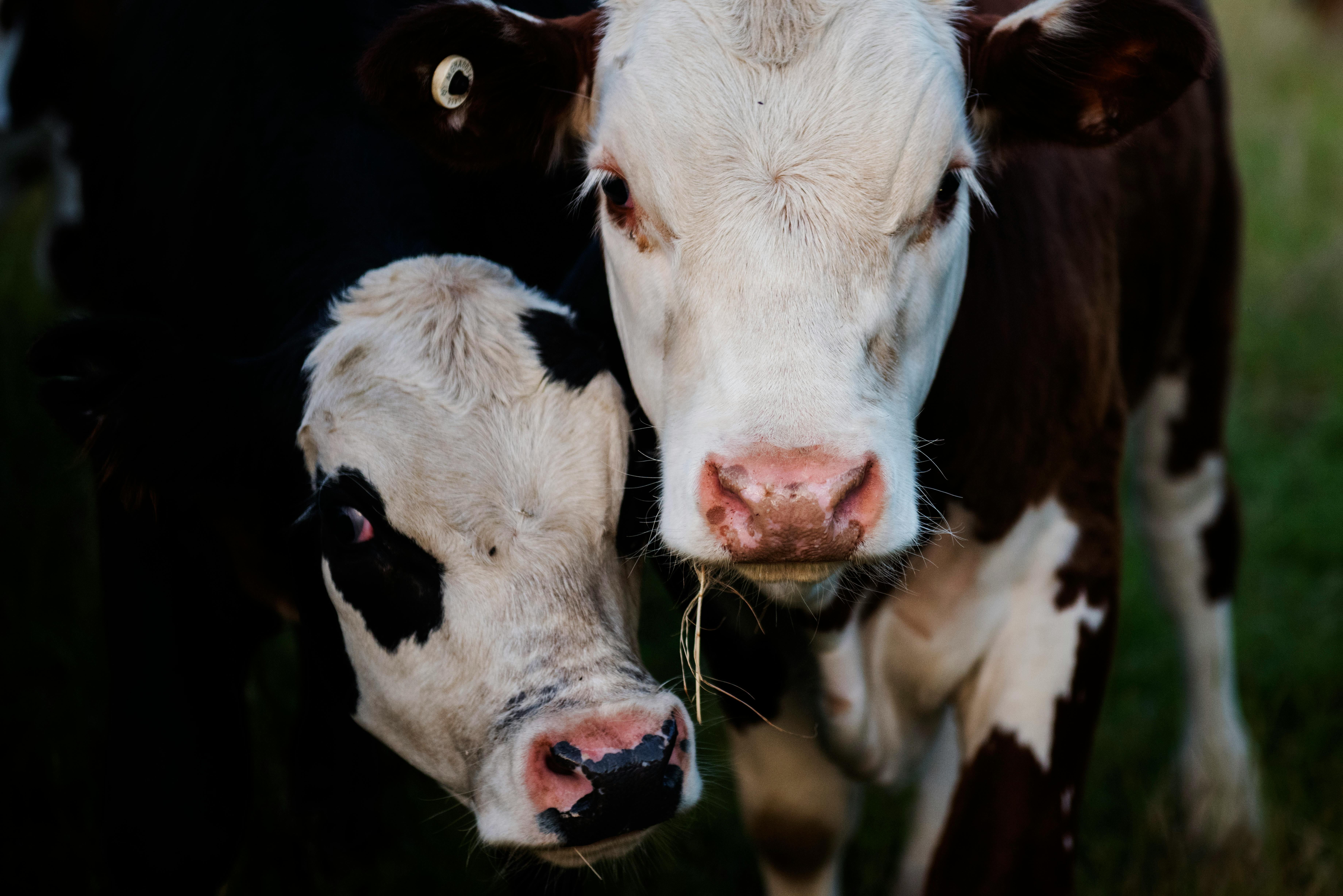 Beef Cattle Photos, Download The BEST Free Beef Cattle Stock Photos & HD Images Beef Cattle Photos, Download The BEST Free Beef Cattle Stock Photos & HD Images