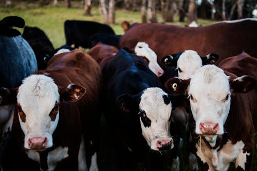 Free Close-up Photo of Cows Stock Photo