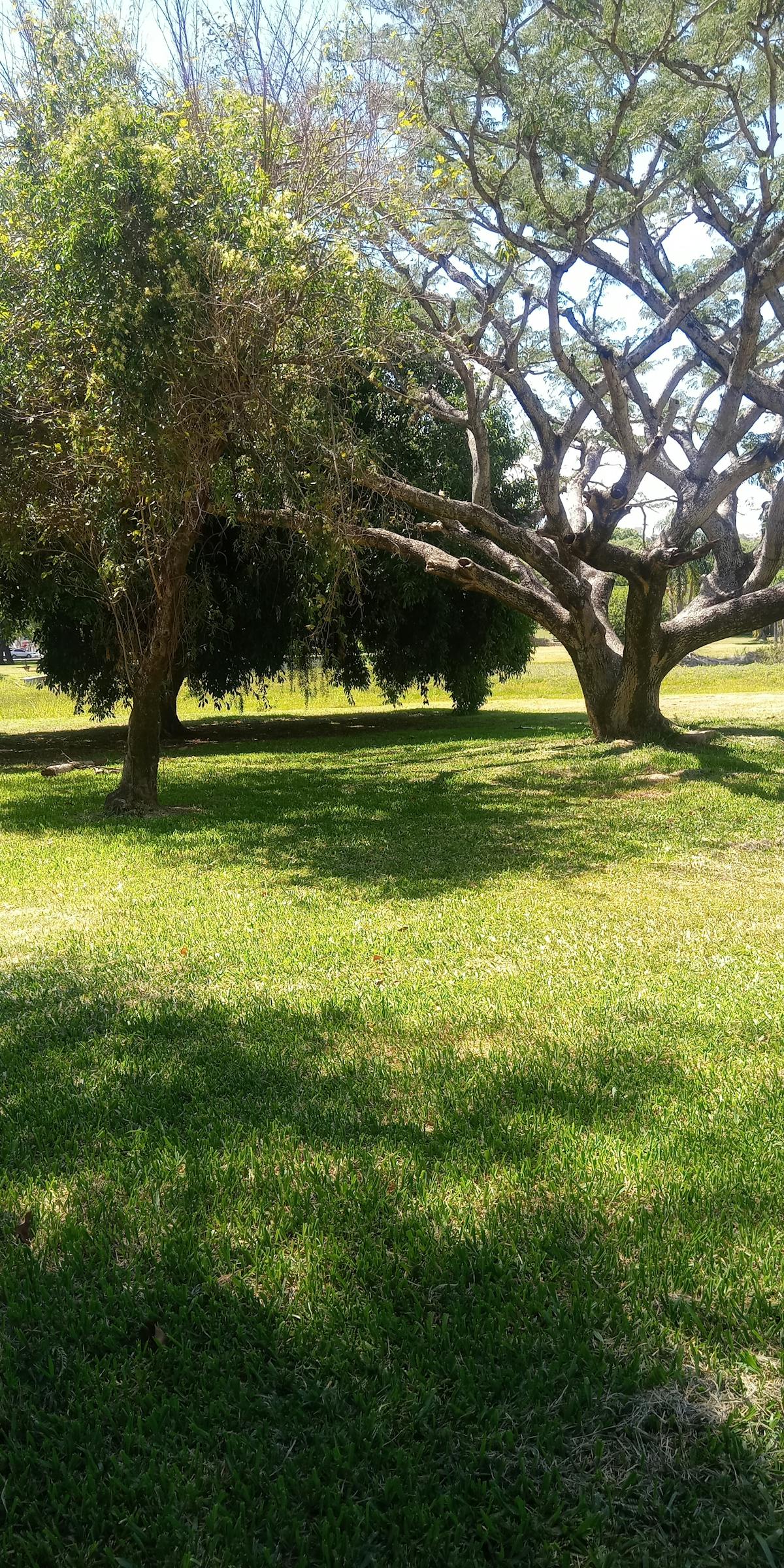 Küçükbaş adaklık