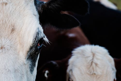 Close-up Photography of a Cattle
