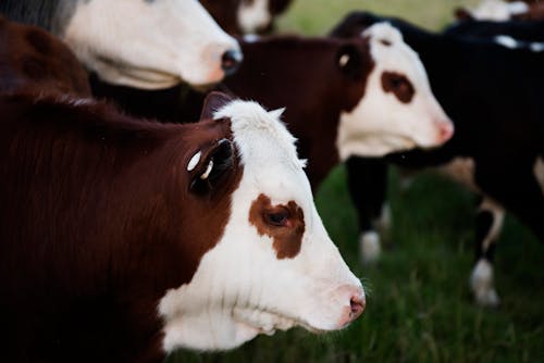 Free Close-Up Photo of Brown and White Cattle Stock Photo