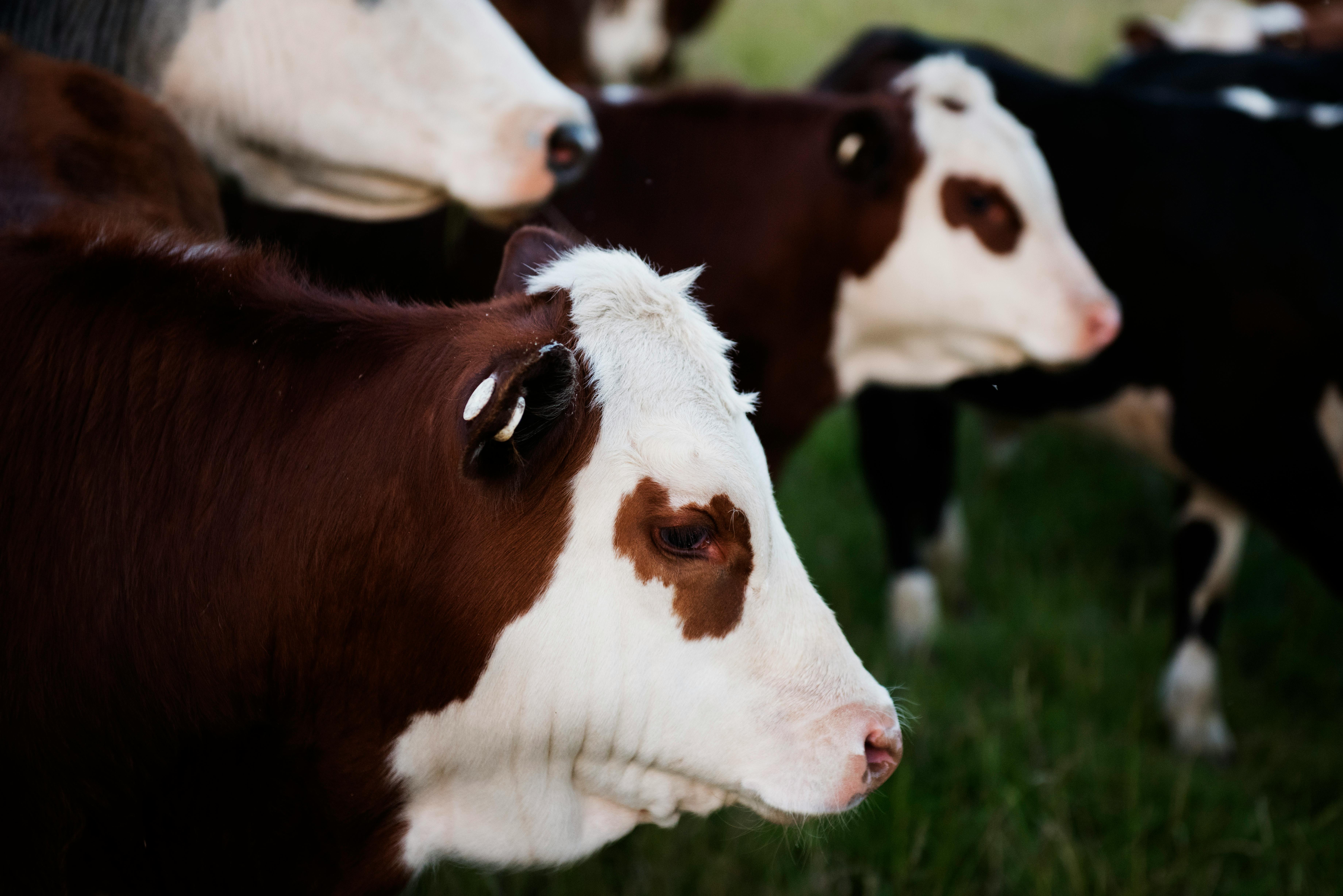 Close Up Photo Of Brown And White Cattle Free Stock Photo