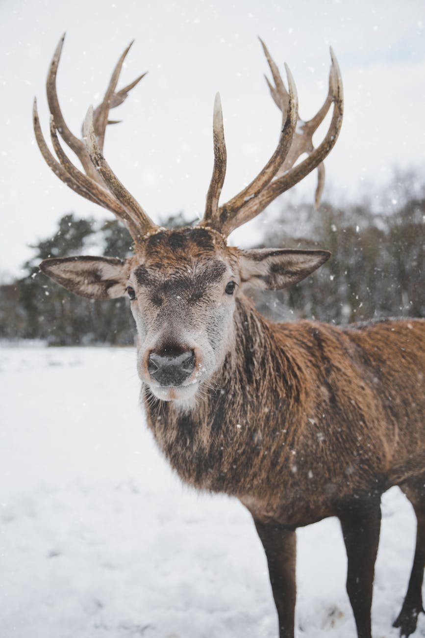 Reindeer, not to be confused when black tailed deer hunting