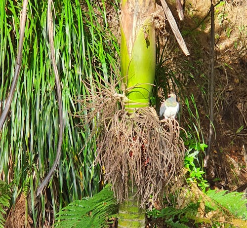 Free stock photo of new zealand, nikau palm, pukekura park