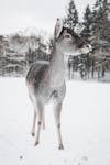 Free Фотография оленя в снегу Stock Photo