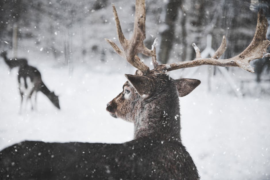 Close-up of a deer with antlers in a snowy forest, capturing the essence of wildlife in winter.