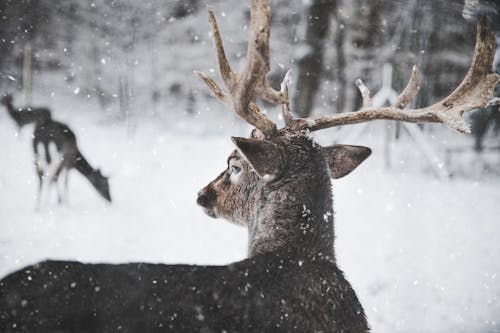 Free Фотография оленей в снегу Stock Photo