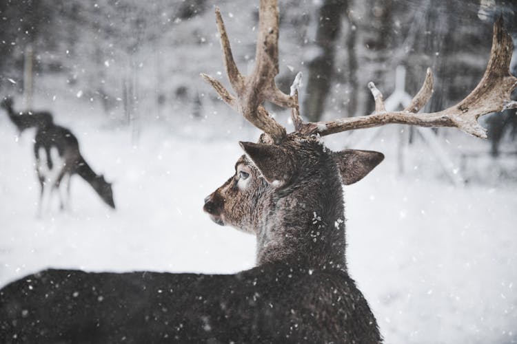 Photo Of Reindeer In The Snow