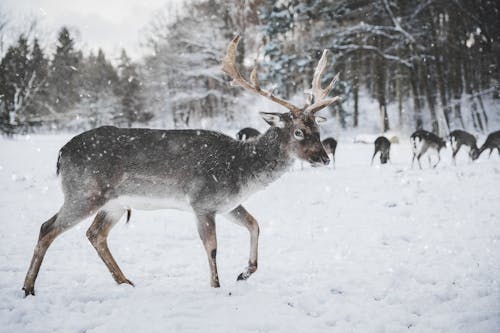 驯鹿在雪中的照片