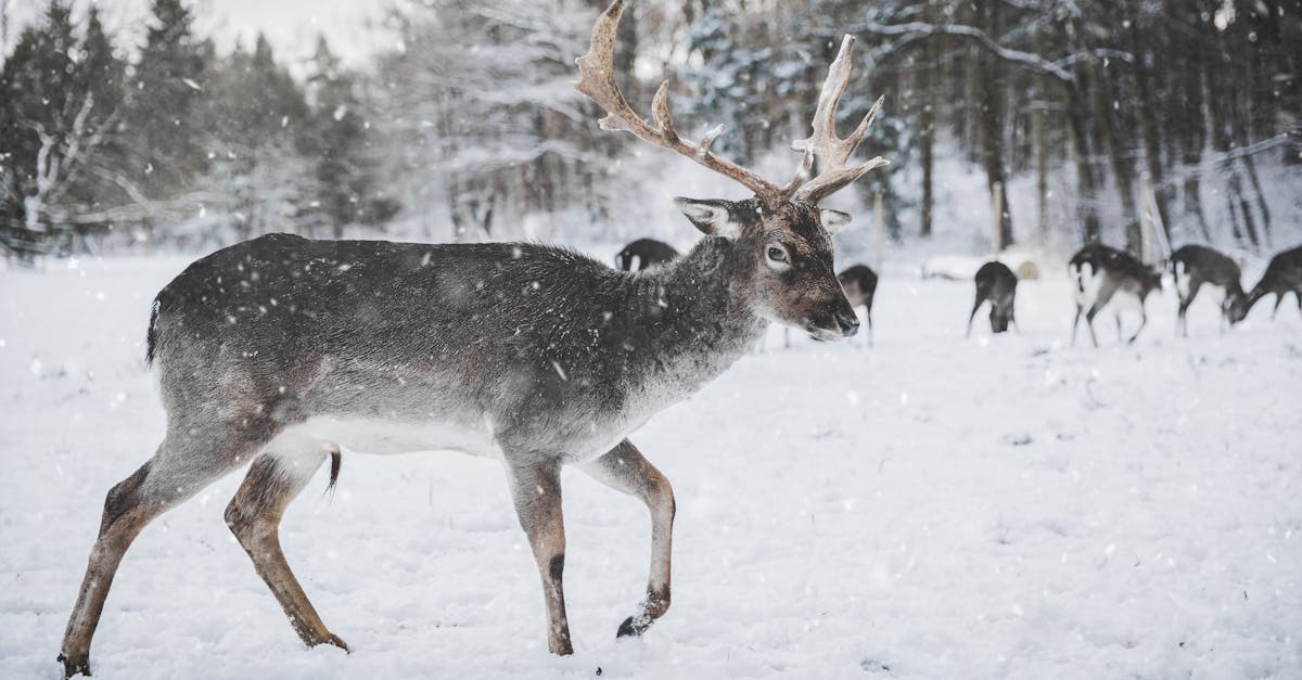 Reindeer snow Photo of Reindeer in the Snow · Free Stock Photo