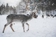 Buck Images