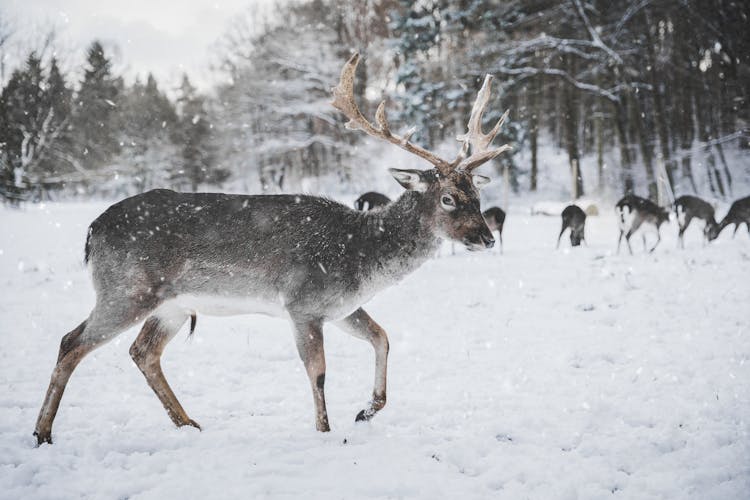 Photo Of Reindeer In The Snow