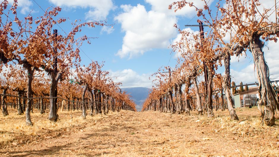 Wide-angle view of a vineyard with dry grapevines under a blue sky during autumn.