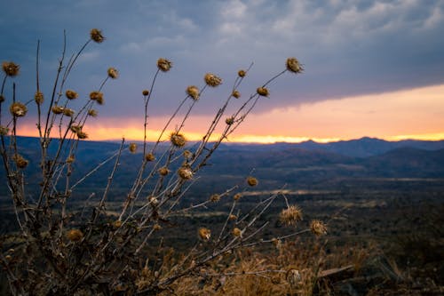 Fotobanka s bezplatnými fotkami na tému hora, horskej scenérie, kvety