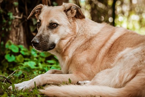 Free Close-up of a resting dog lying down in a sunlit forest setting, enjoying nature. Stock Photo