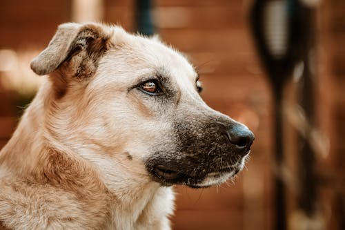 Close-Up Shot of a Brown Dog