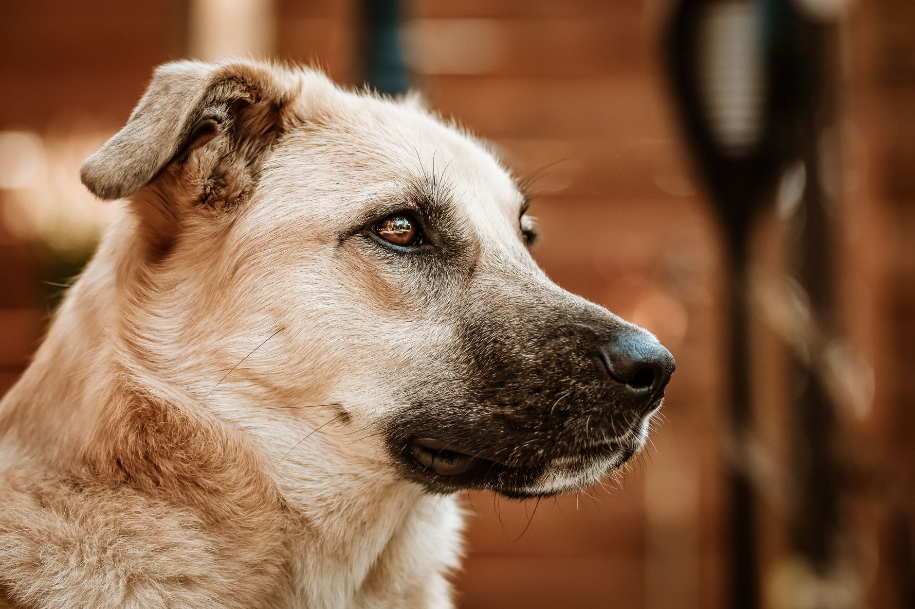 Veterinary care for a dog