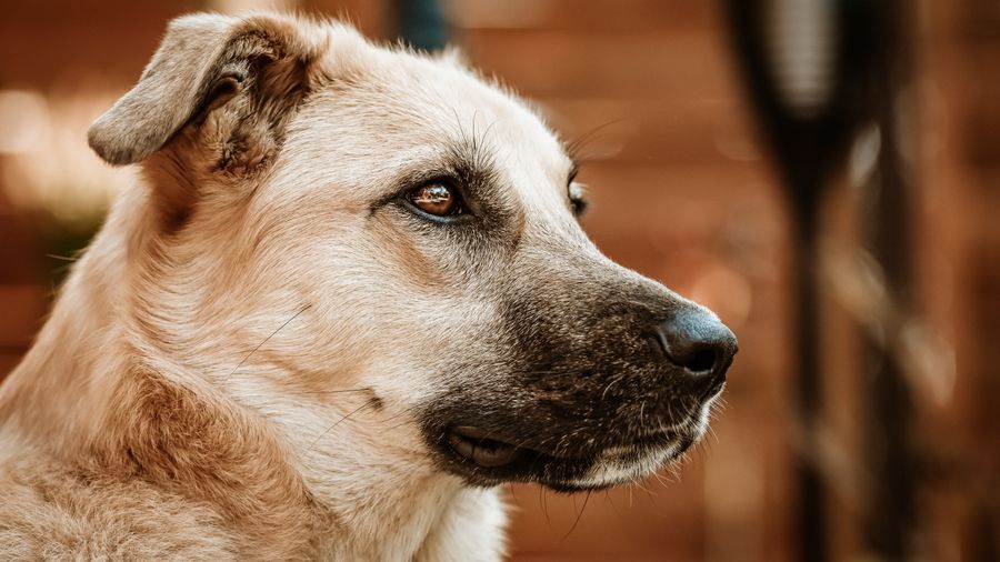 Your Dog Has Allergies Too: What Owners Can Actually Do