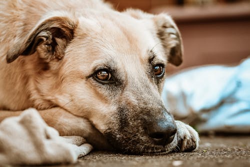Close-Up Shot of a Brown Dog Lying